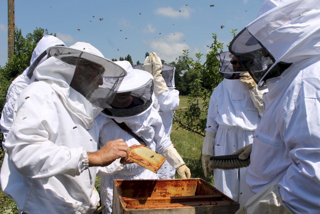 Bee & Cie : animation collective pour la préservation des abeilles et la biodiversité locale