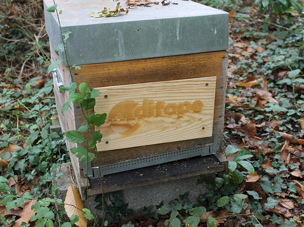 DIFOPE parrain de Bee & Cie pour préserver les abeilles et le maintien de la biodiversité chez les apiculteurs locaux 